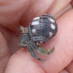 Coenobita compressus