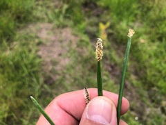 Eleocharis plana