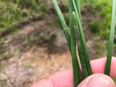 Eleocharis plana