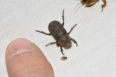 Cryptodus caviceps