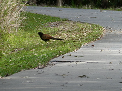Centropus phasianinus