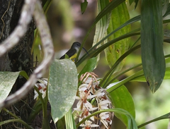 Arachnothera longirostra