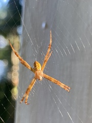 Argiope picta