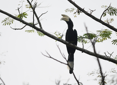 Anthracoceros malayanus