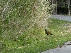 Centropus phasianinus