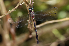 Austroaeschna pulchra