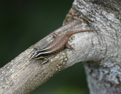 Dasia vittata