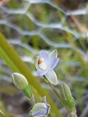 Thelymitra brevifolia