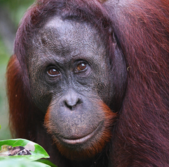 Pongo pygmaeus morio