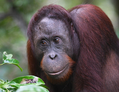 Pongo pygmaeus morio