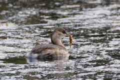 Tachybaptus ruficollis