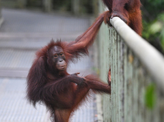 Pongo pygmaeus morio