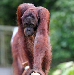 Pongo pygmaeus morio