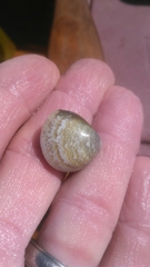 Laevicardium mortoni