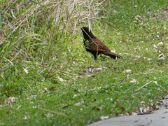 Centropus phasianinus