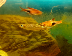 Pseudomugil signifer