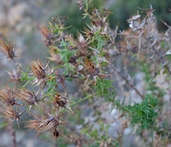 Berkheya cruciata