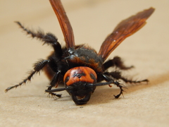 Megascolia maculata