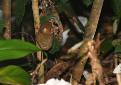 Cephalopachus bancanus