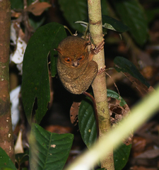Cephalopachus bancanus