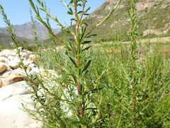 Cliffortia strobilifera