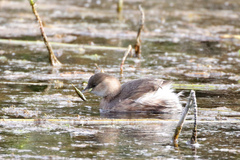 Tachybaptus ruficollis