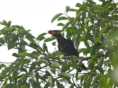 Gracula religiosa
