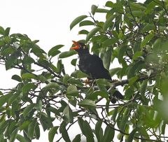 Gracula religiosa