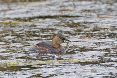 Tachybaptus ruficollis