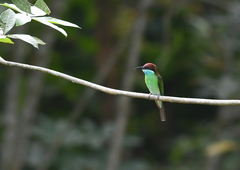 Merops viridis