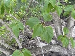 Cordia subcordata