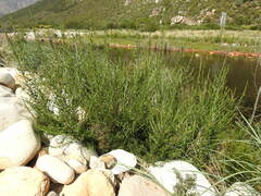 Cliffortia strobilifera