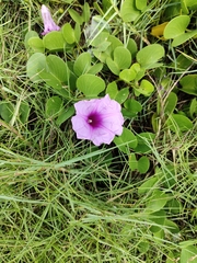 Ipomoea pes-caprae