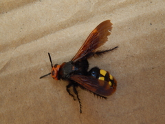 Megascolia maculata
