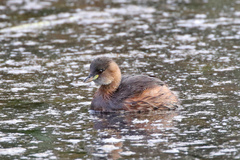 Tachybaptus ruficollis