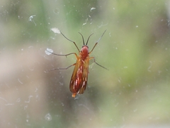 Keroplatidae