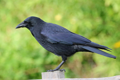 Corvus corone