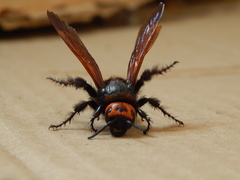 Megascolia maculata