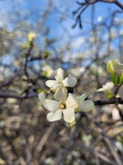 Gardenia resiniflua