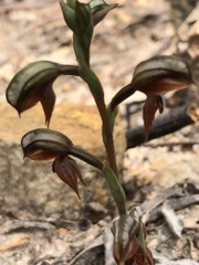 Pterostylis rufa