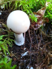 Amanita junquillea