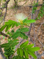Albizia forbesii