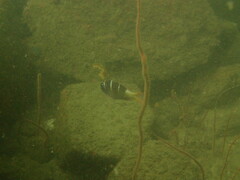 Monotaxis heterodon