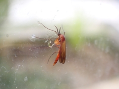 Keroplatidae