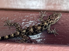 Gekko chinensis