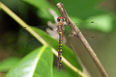 Hemicordulia continentalis