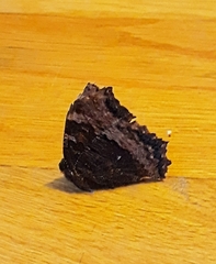 Nymphalis polychloros