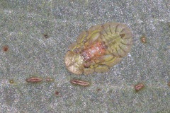 Stenocotini