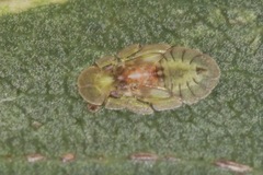 Stenocotini