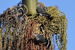 Lopholaimus antarcticus